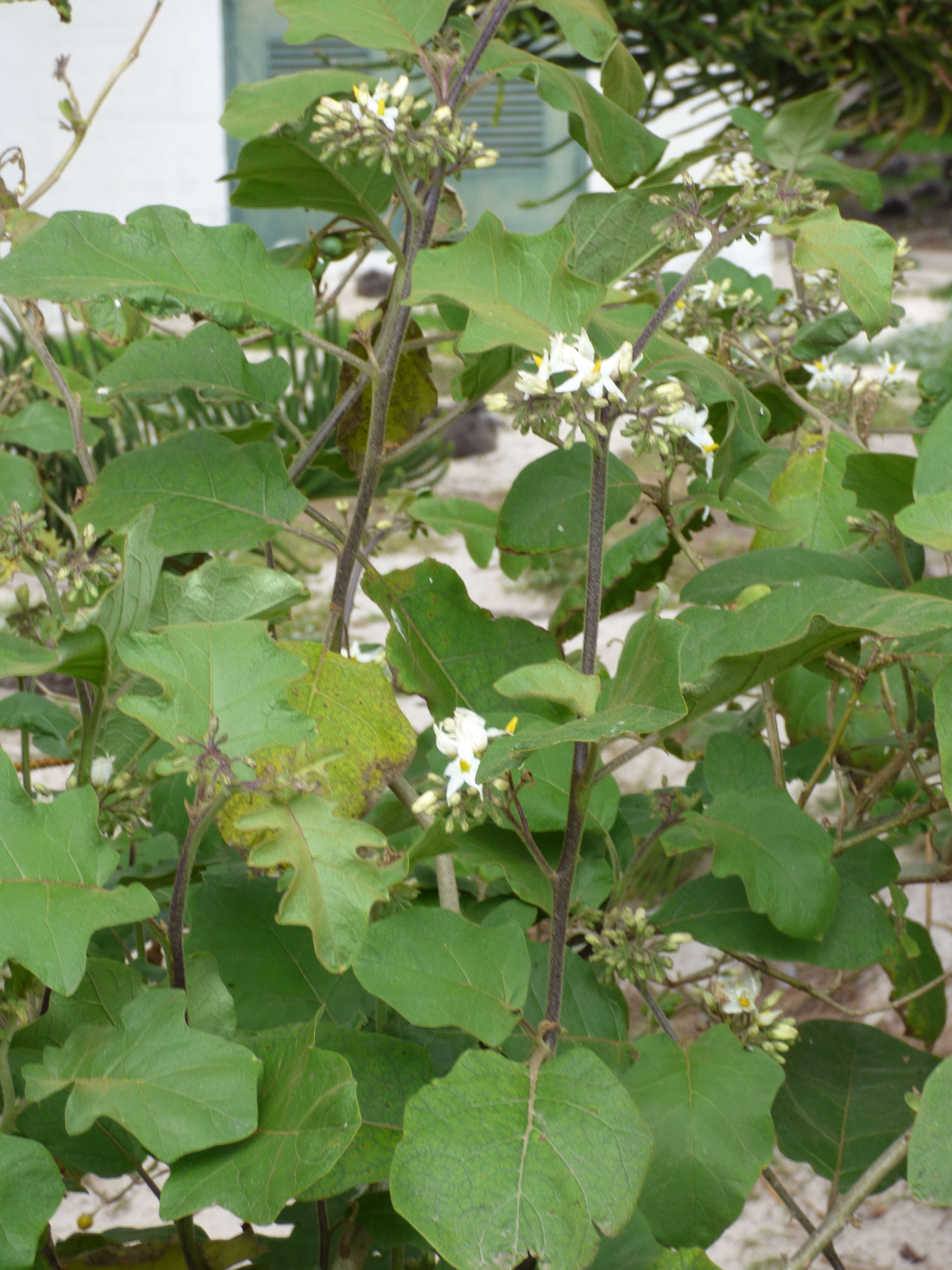 Image of turkey berry