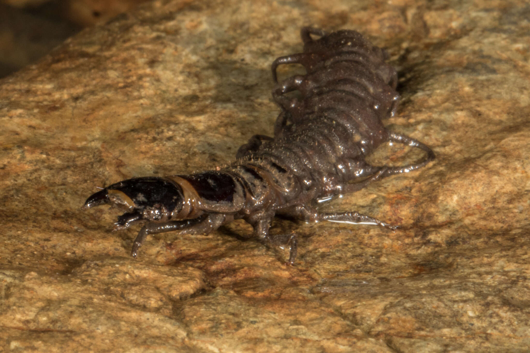 Image of New Zealand dobsonfly