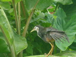 Image of White-breasted Waterhen