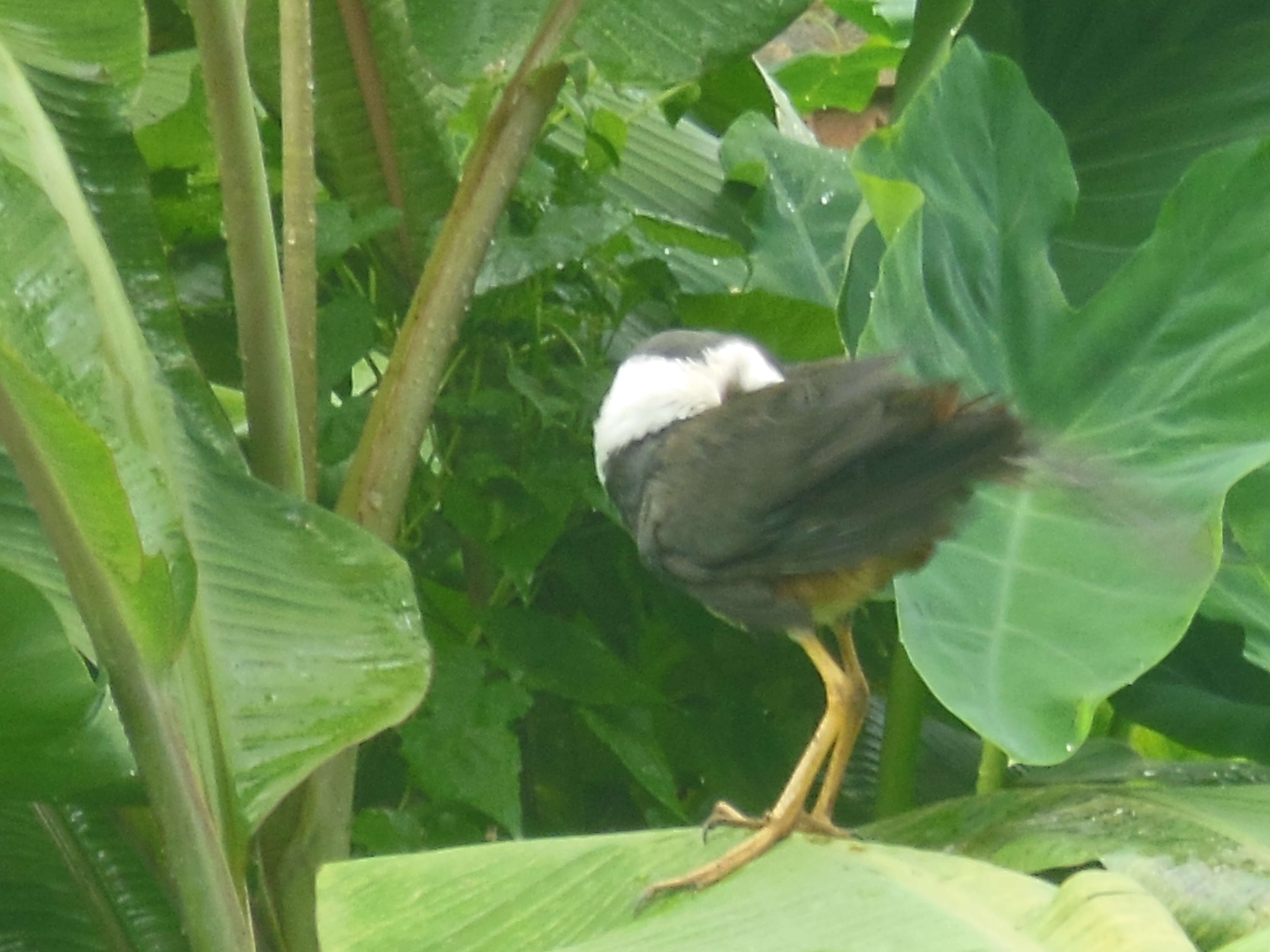 Image of White-breasted Waterhen