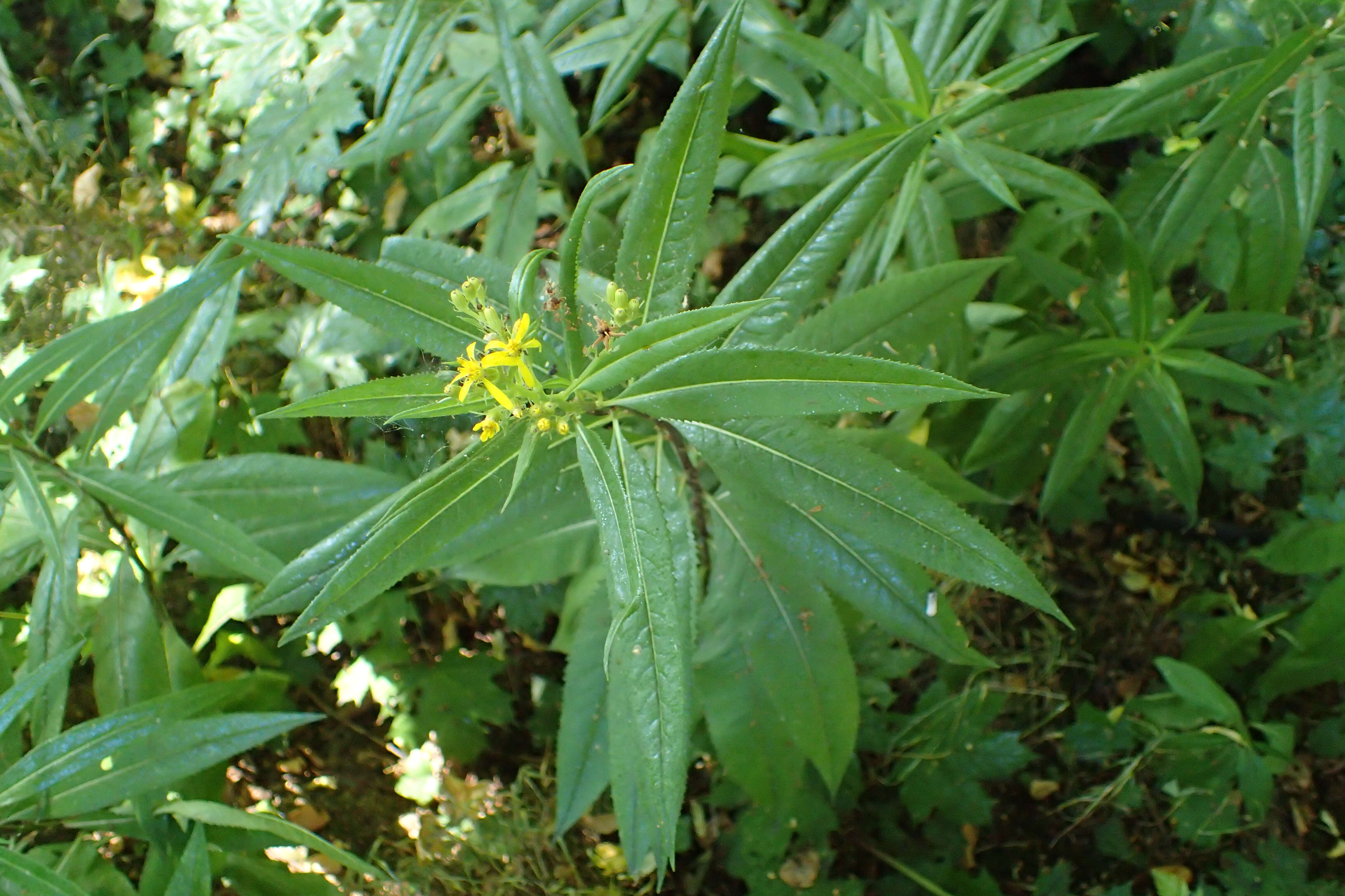 Image of wood ragwort