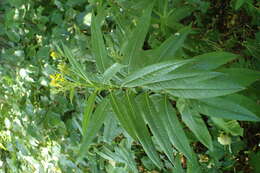 Image of wood ragwort