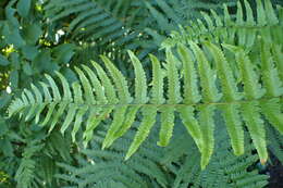 Image of Dryopteris tokyoensis (Matsum.) C. Chr.