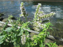 Image of Horse Mint