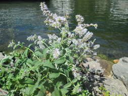 Image of Horse Mint