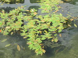 Image of Broad-leaved Pondweed