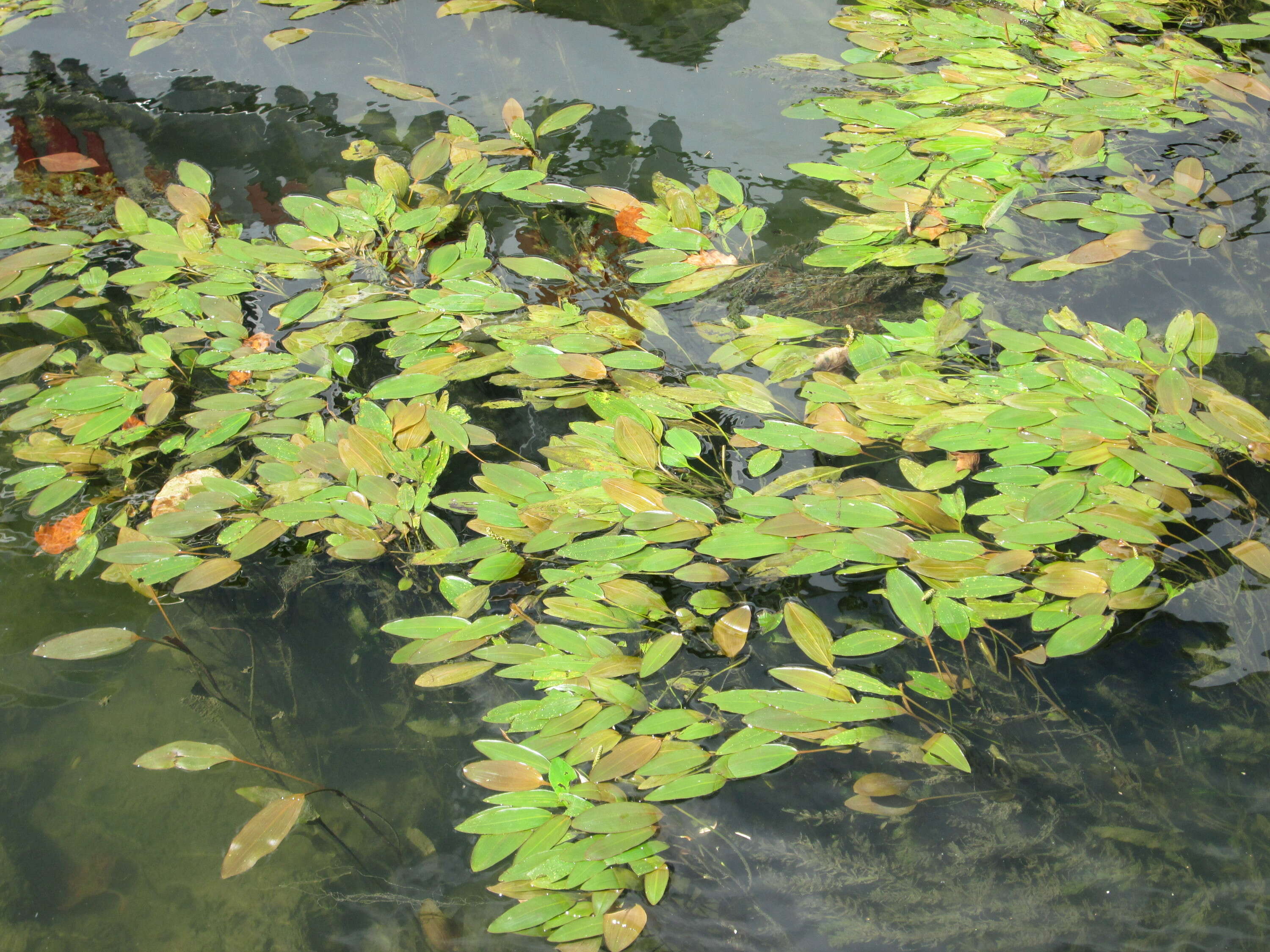 小节眼子菜的圖片