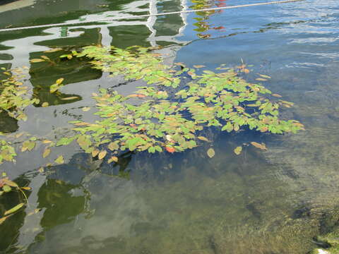 Image of Broad-leaved Pondweed