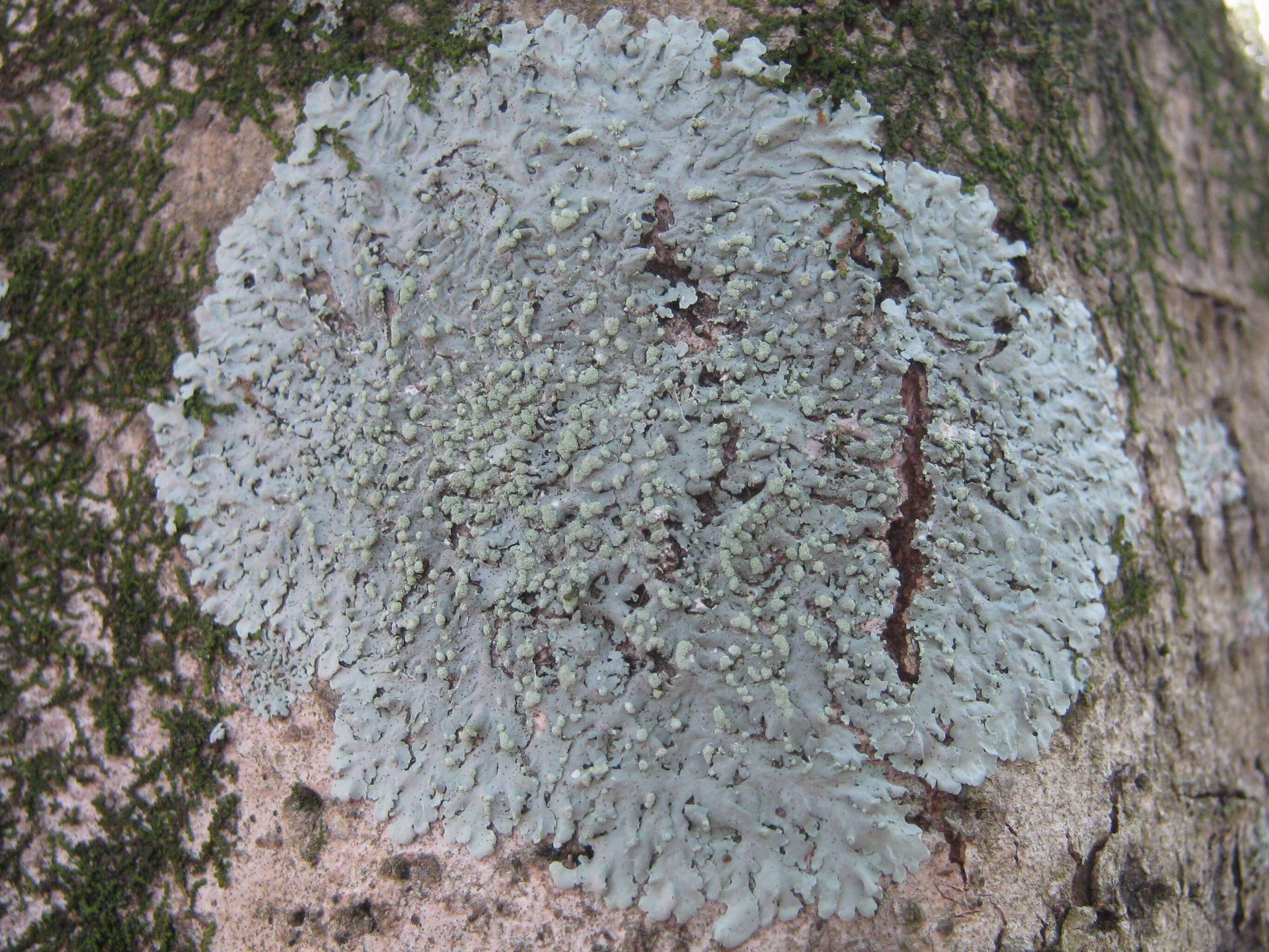 Image of rosette lichen