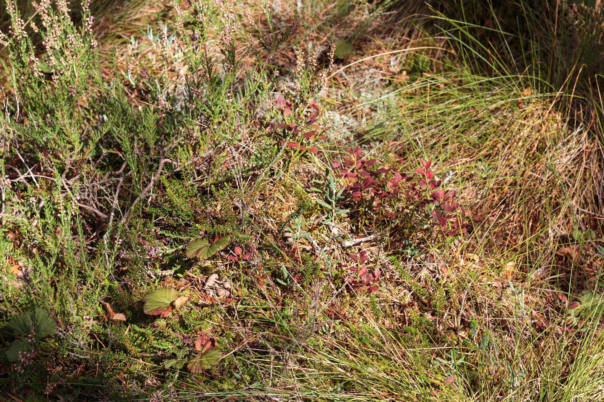 Image of cloudberry