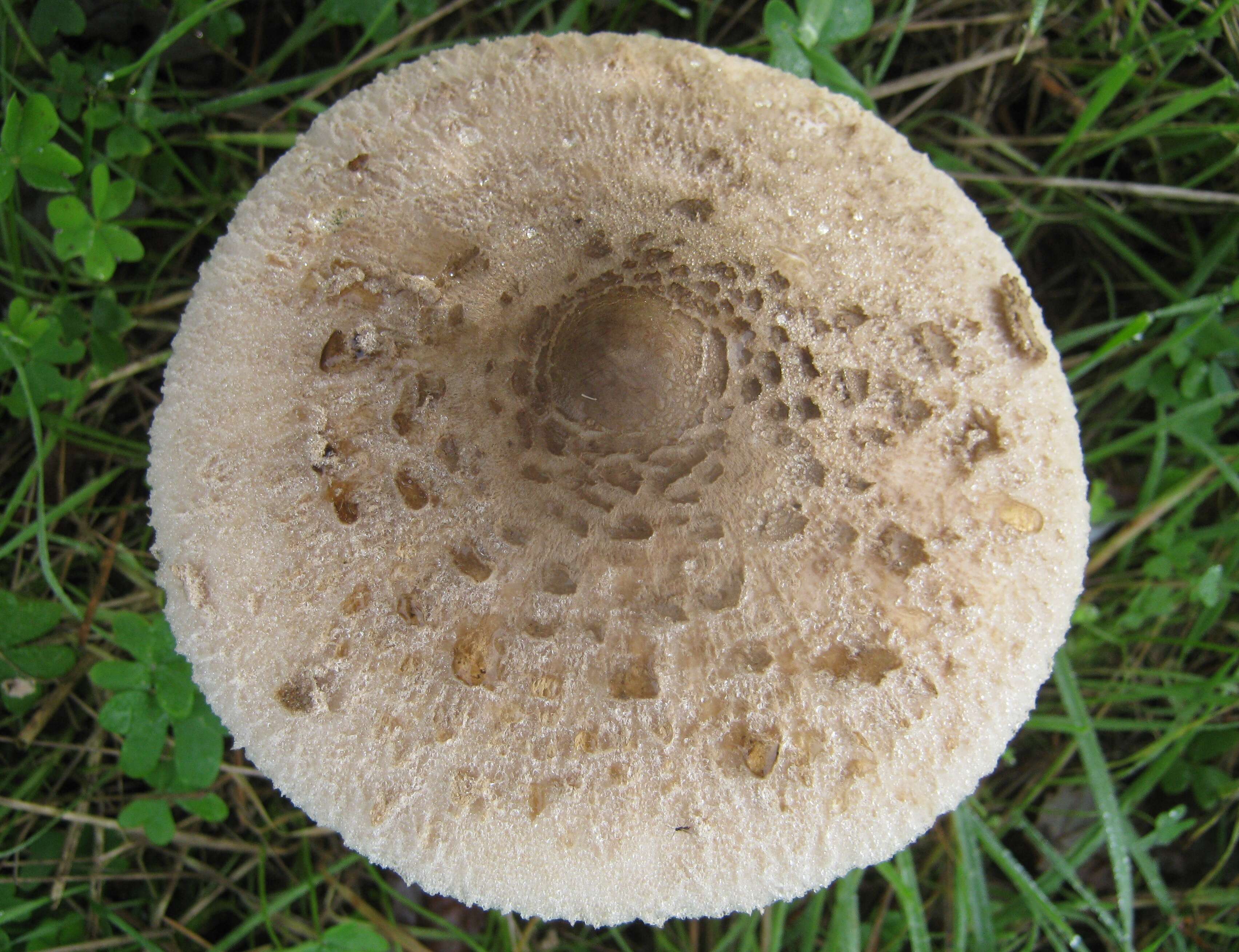 Image of Macrolepiota procera (Scop.) Singer 1948