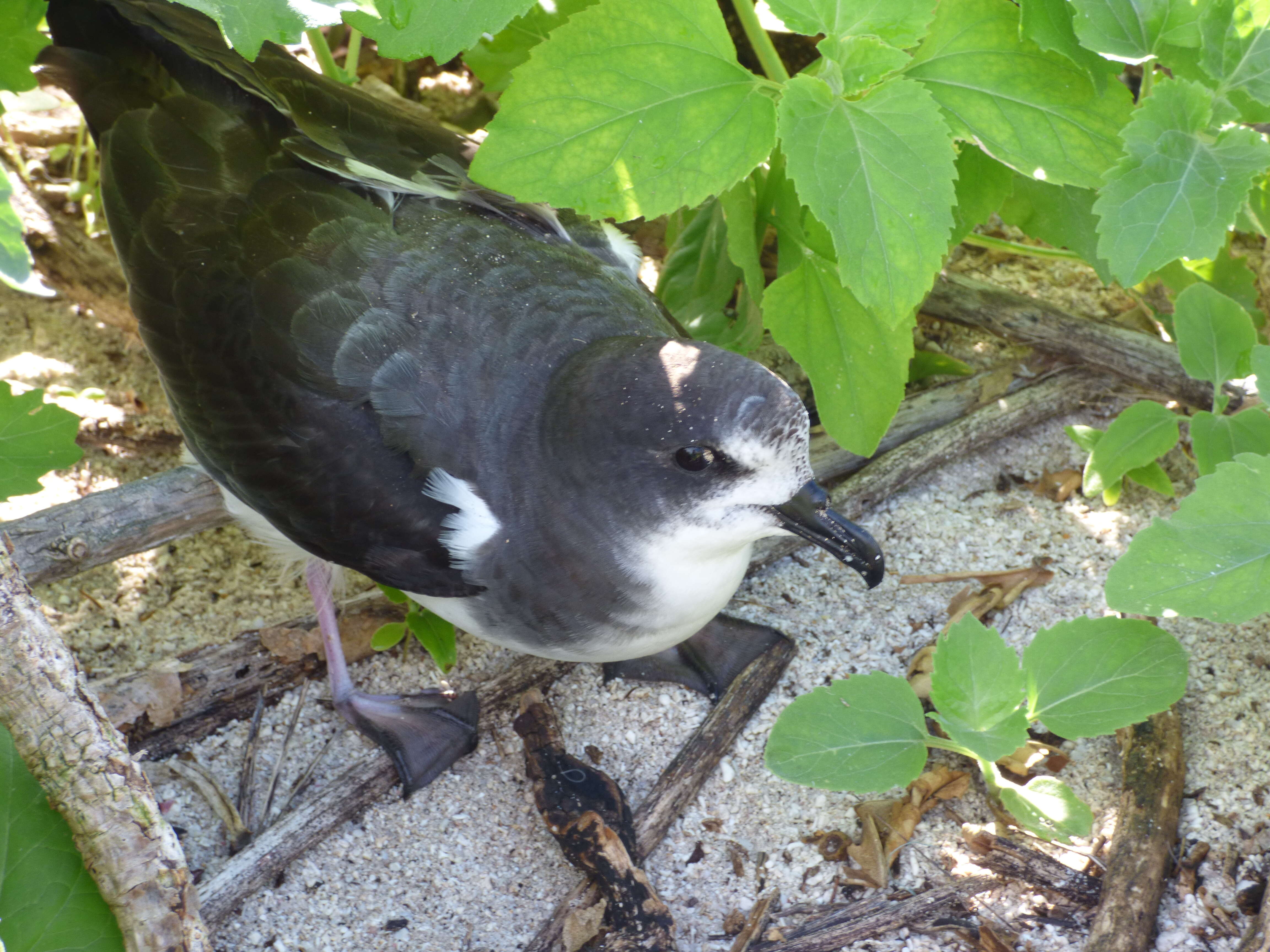 Image of Bonin Petrel