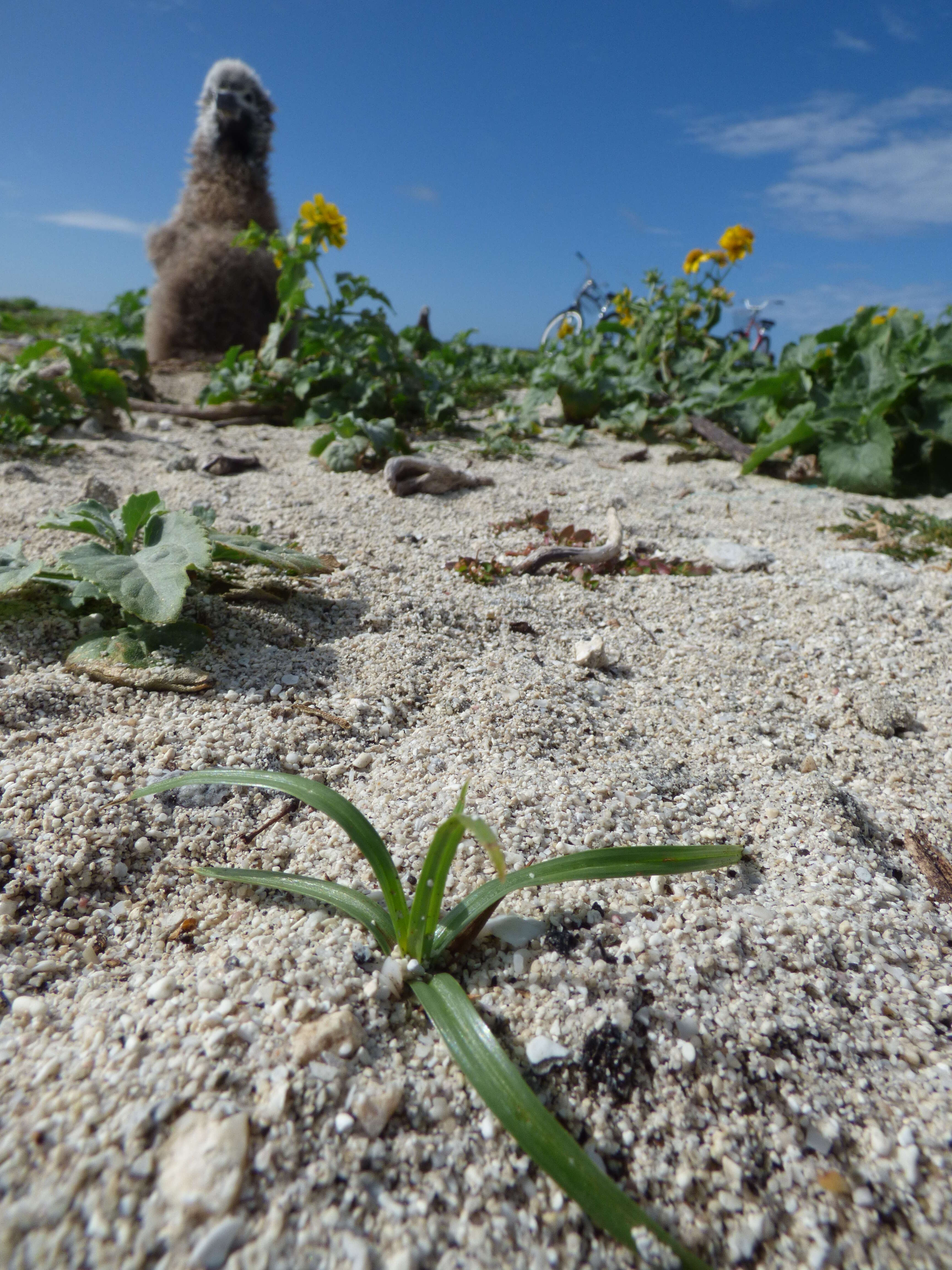 Image of nutgrass