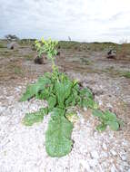 Image of Chinese mustard