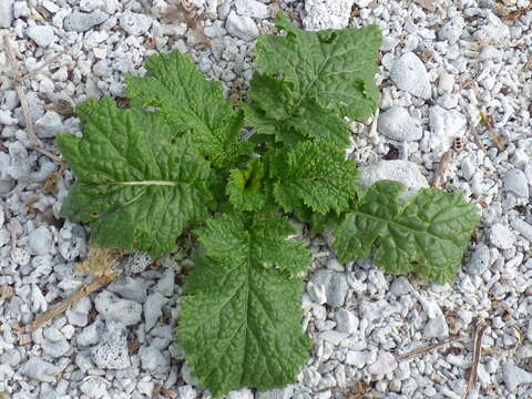 Image of Chinese mustard