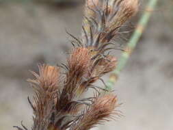 Image of gray sheoak