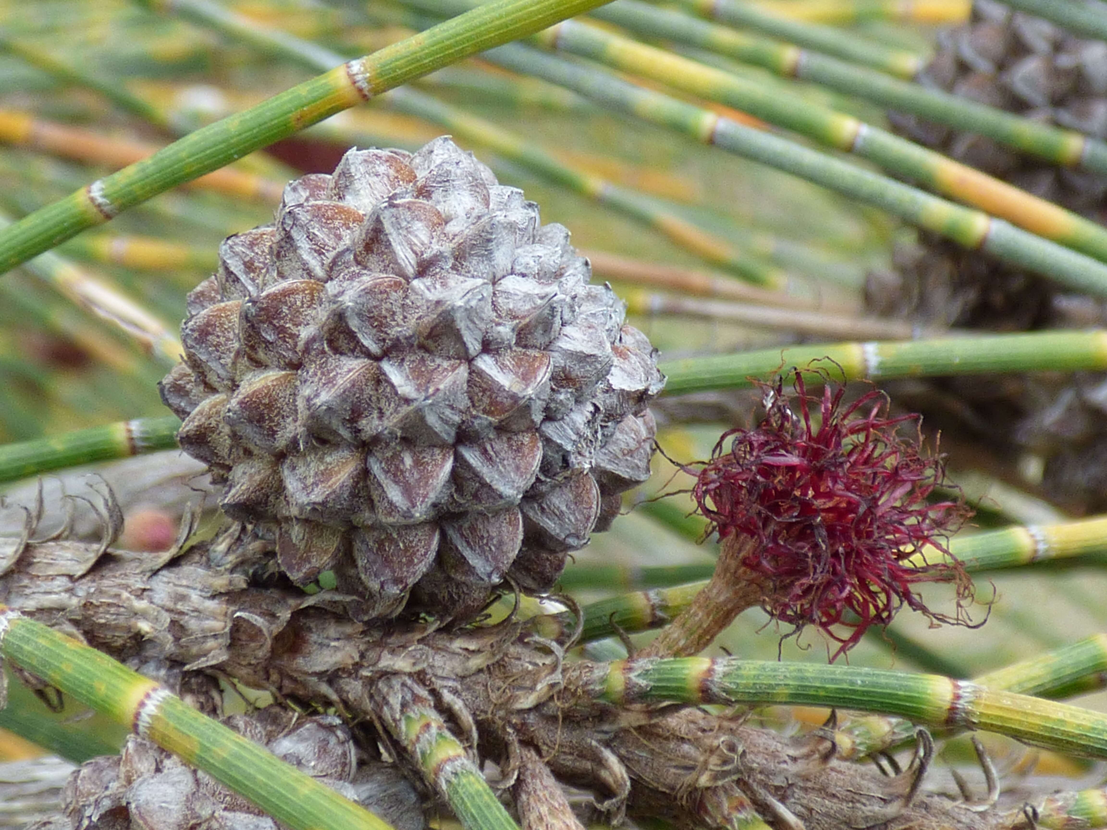 Image of gray sheoak