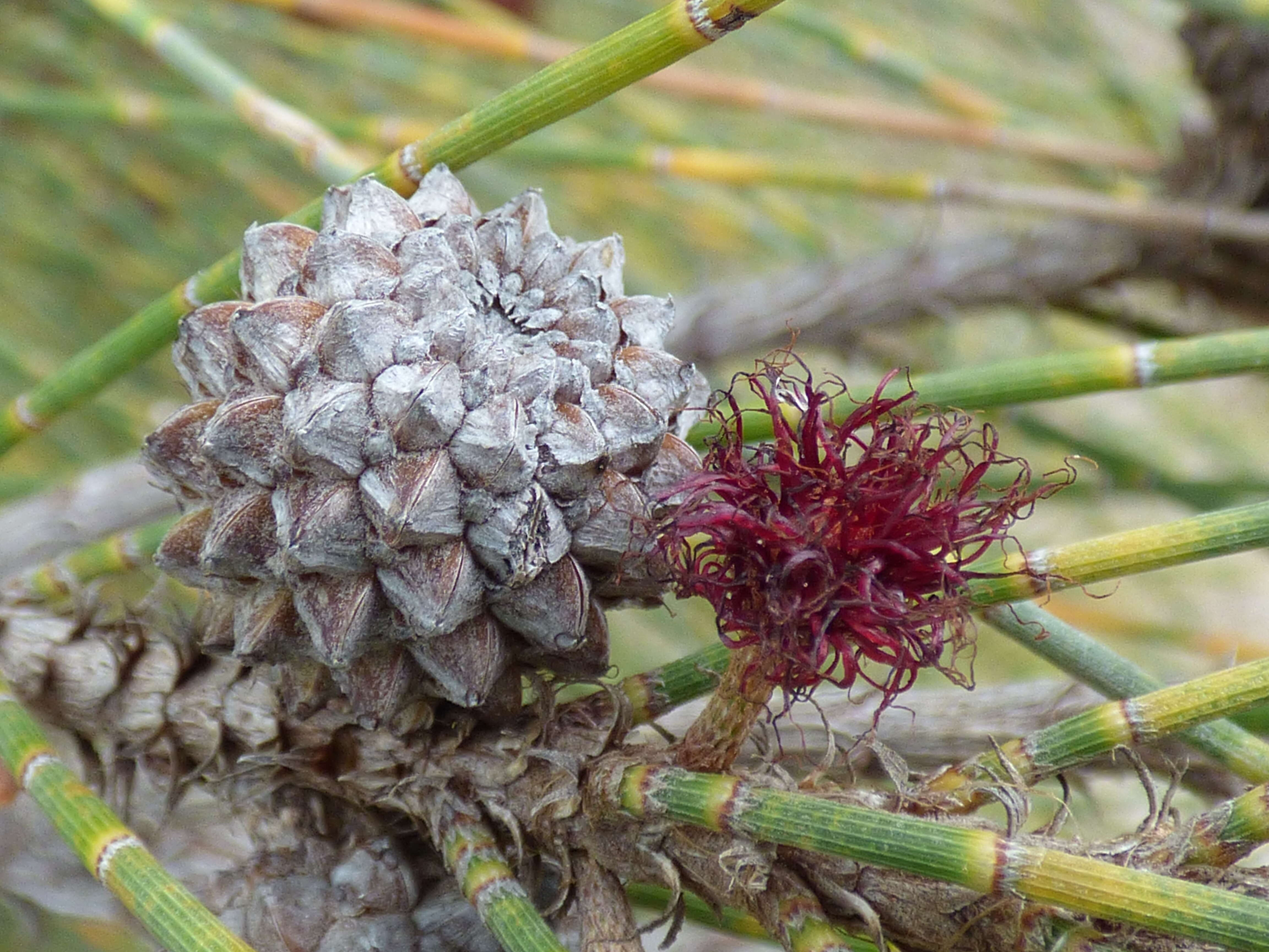 Image of gray sheoak