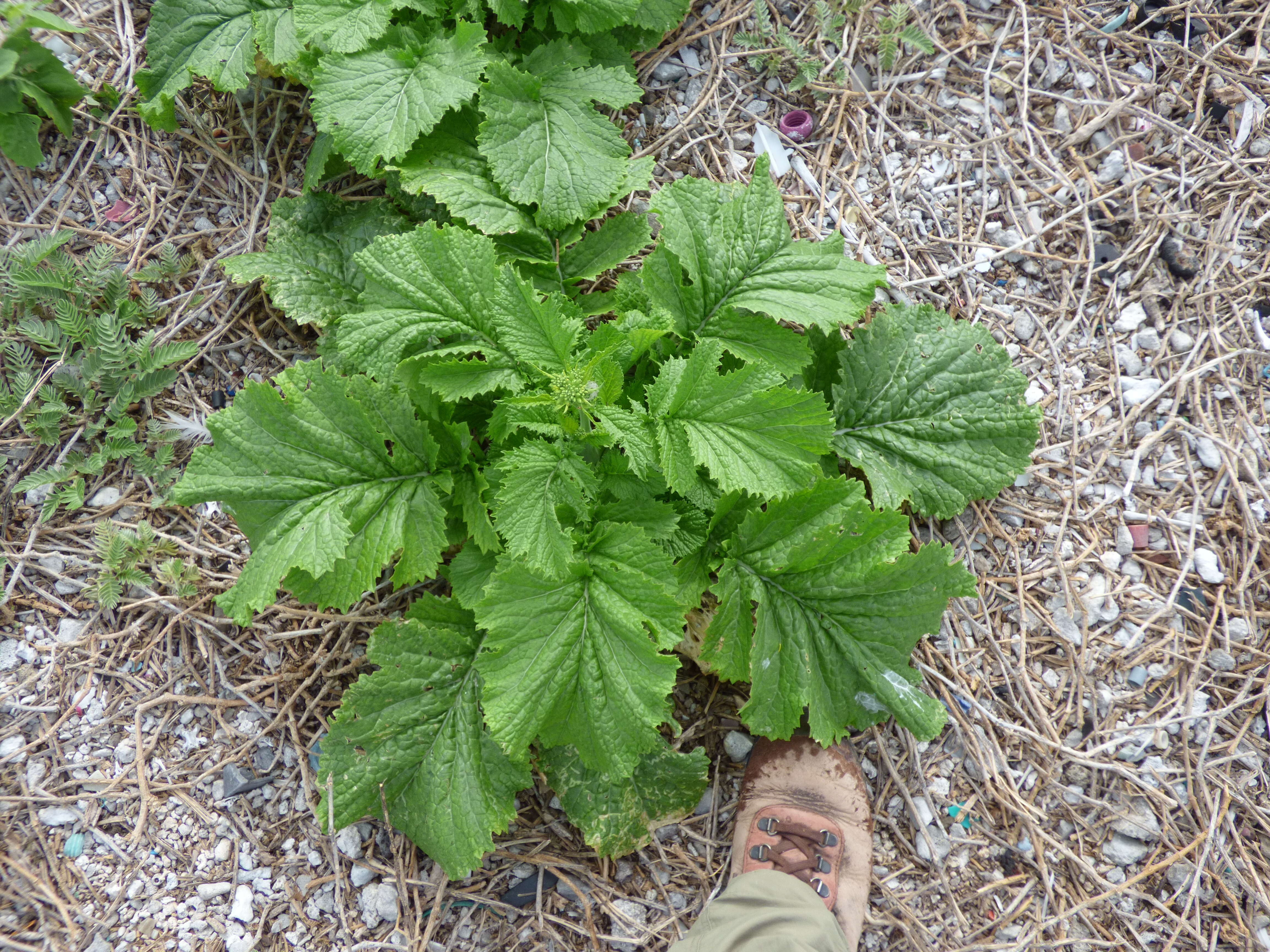 Image of Chinese mustard