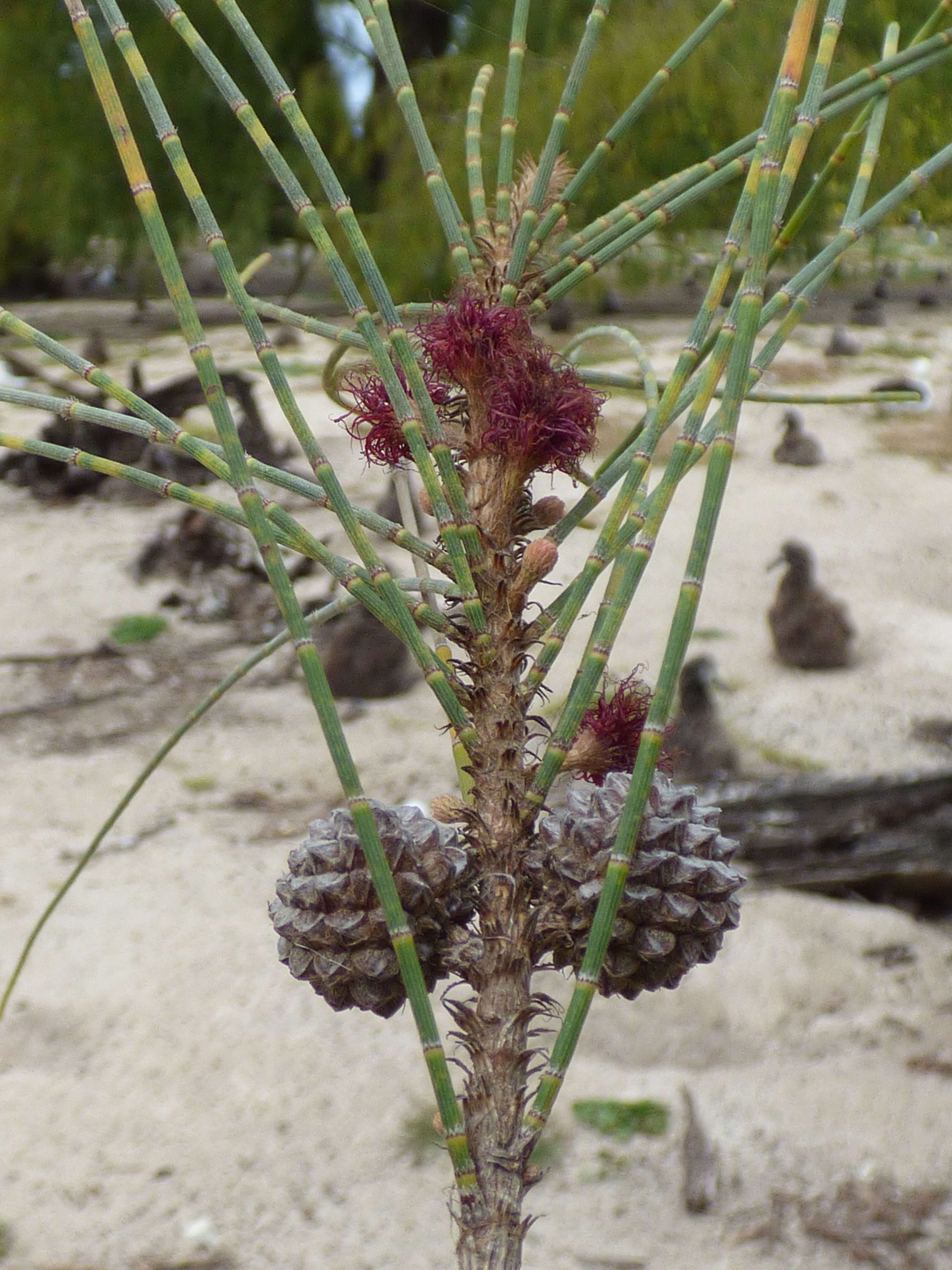 Image of gray sheoak