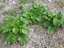 Image of Chinese mustard