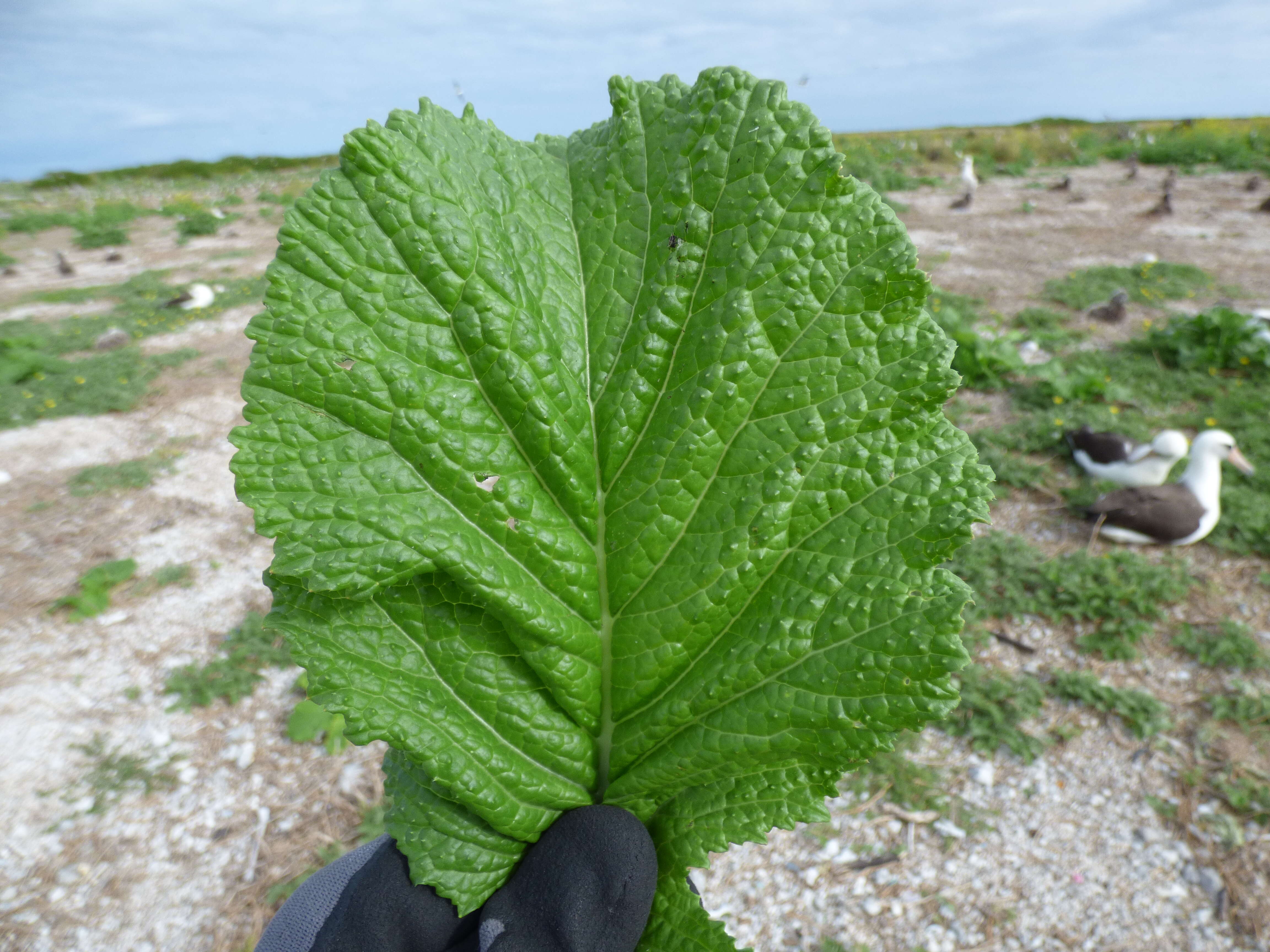 Image of Chinese mustard