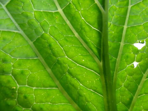 Image of Chinese mustard