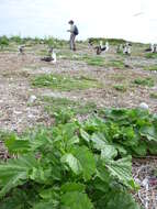 Image of Chinese mustard