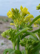 Image of Chinese mustard