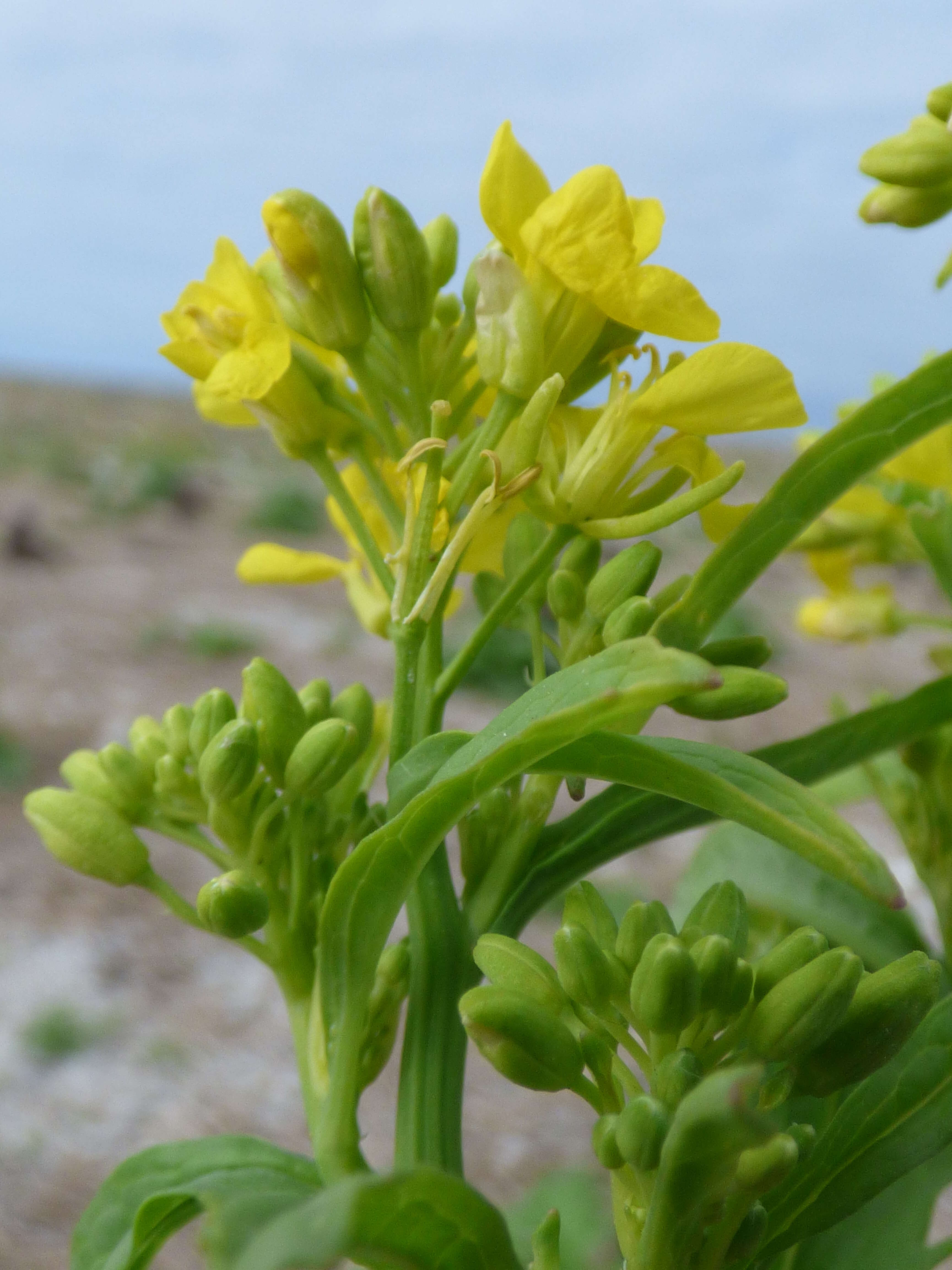 Image of Chinese mustard