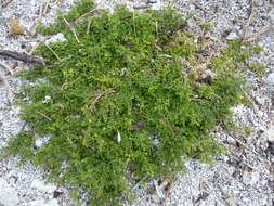 Image of Lesser swine-cress