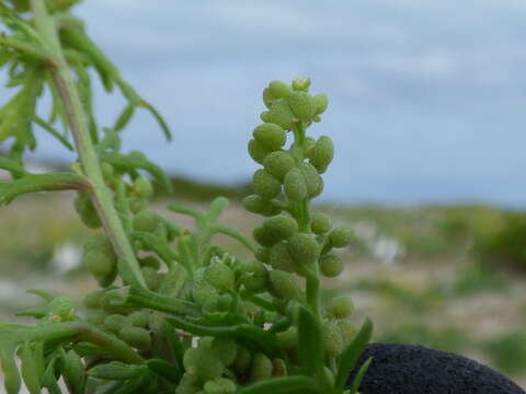 Image of Lesser swine-cress