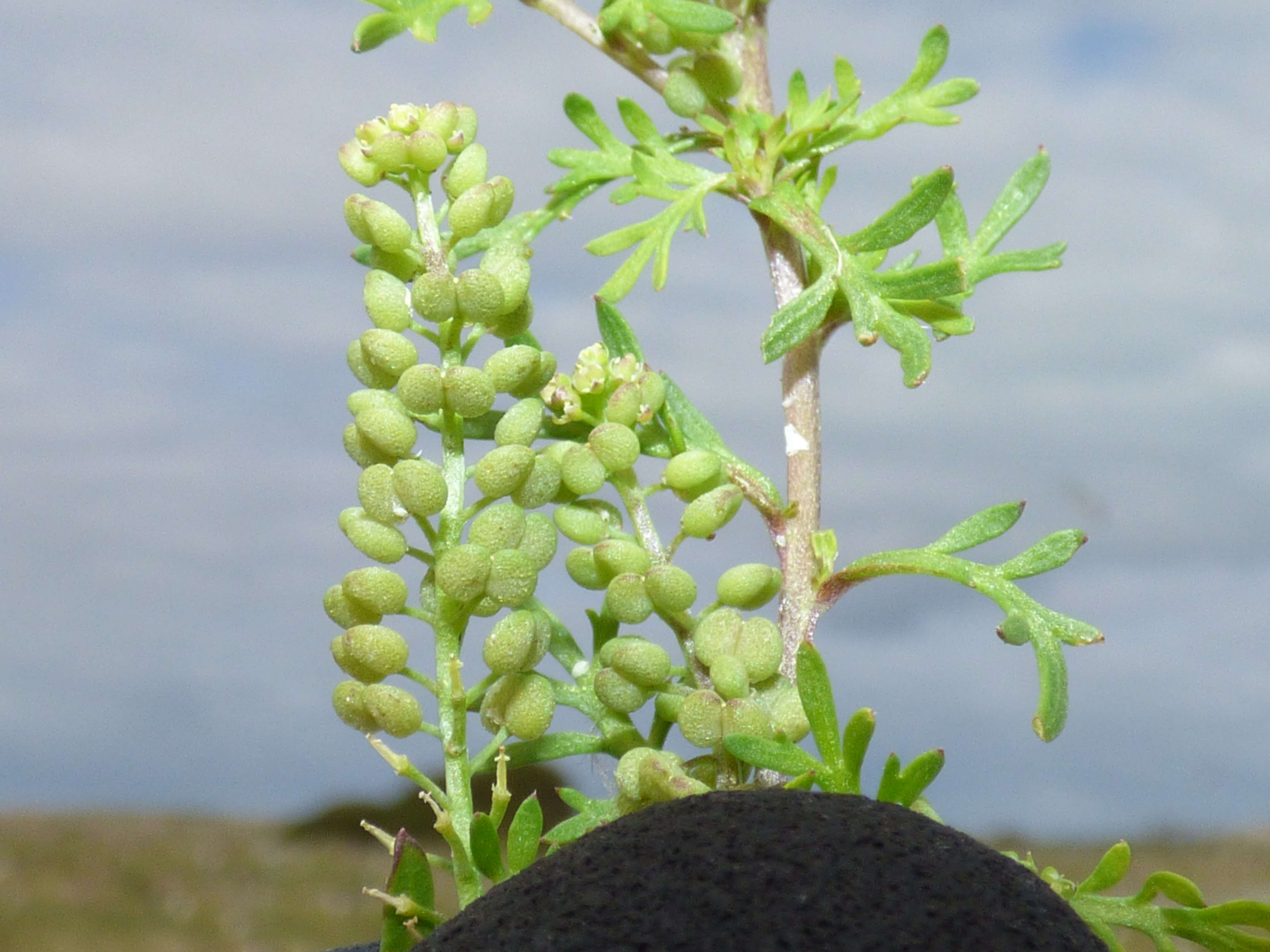 Image of Lesser swine-cress