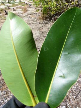 Image of Alexandrian Laurel