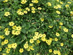 Image of blackeyed Susan vine