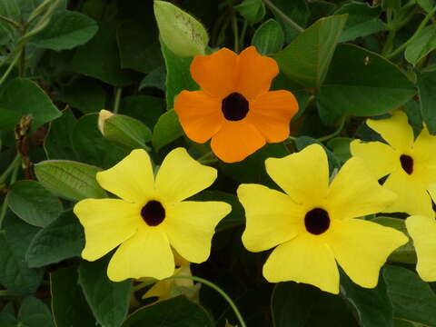 Image of blackeyed Susan vine