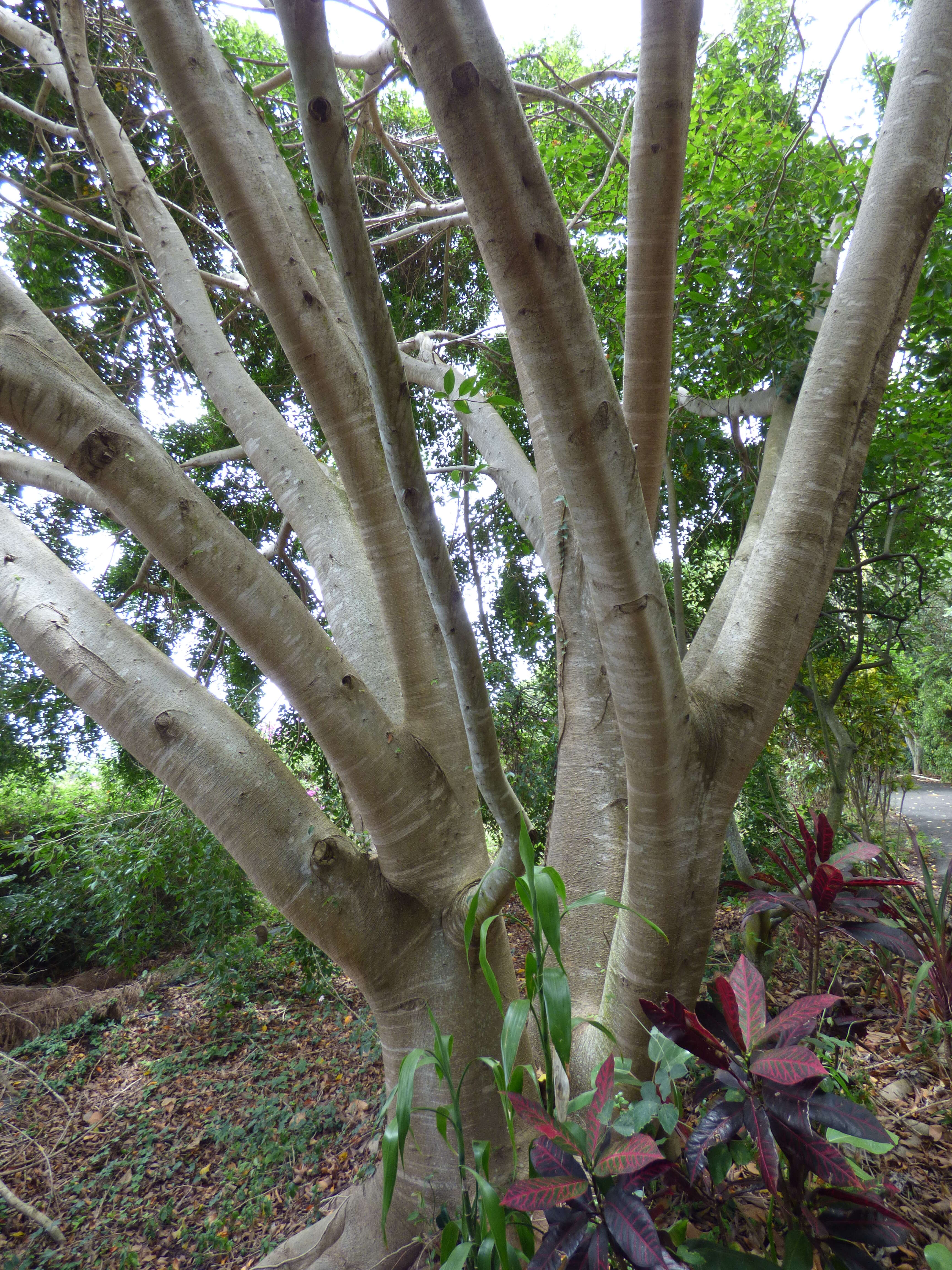 Imagem de Ficus benjamina L.