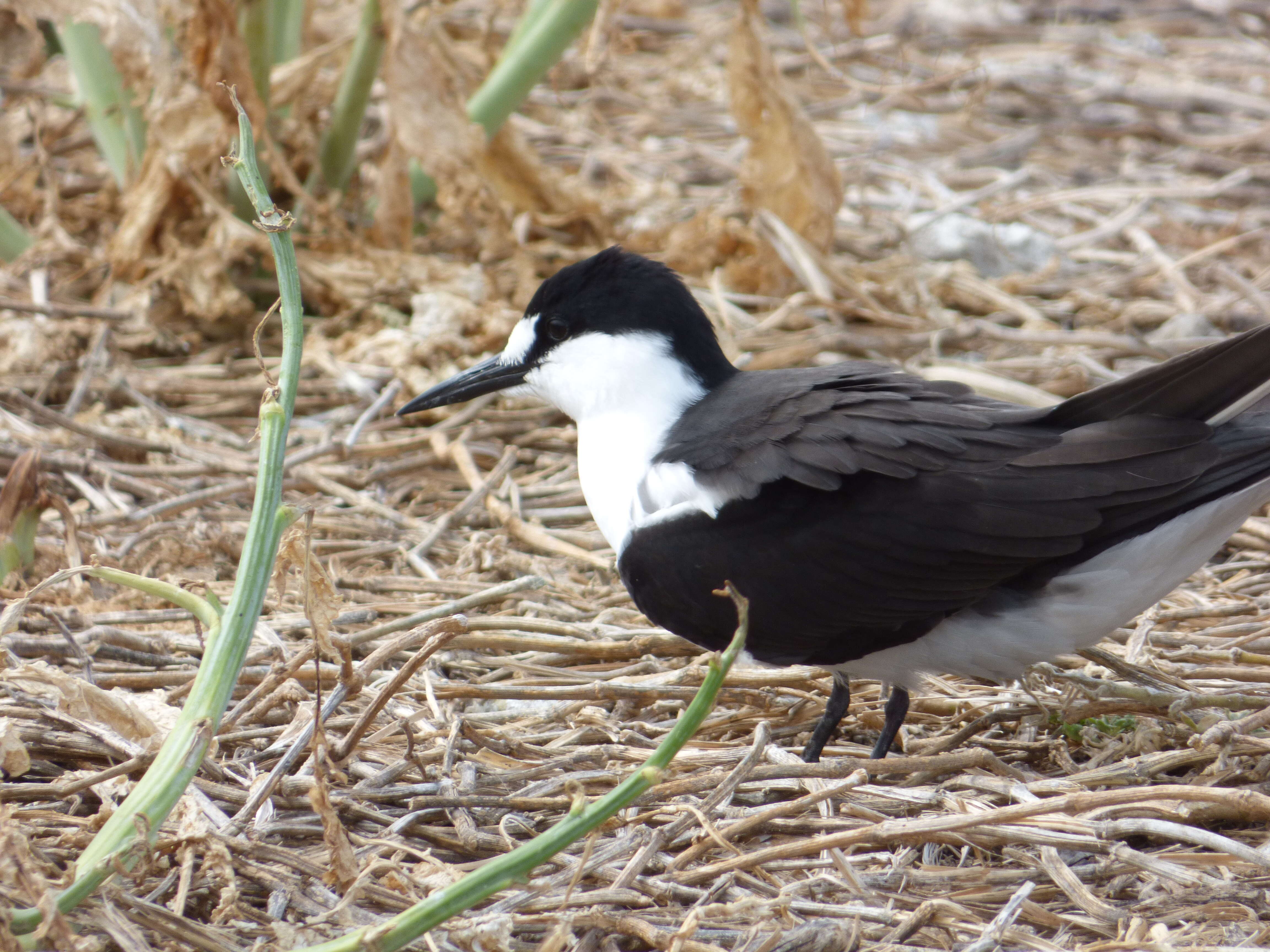 Image of Sooty Tern