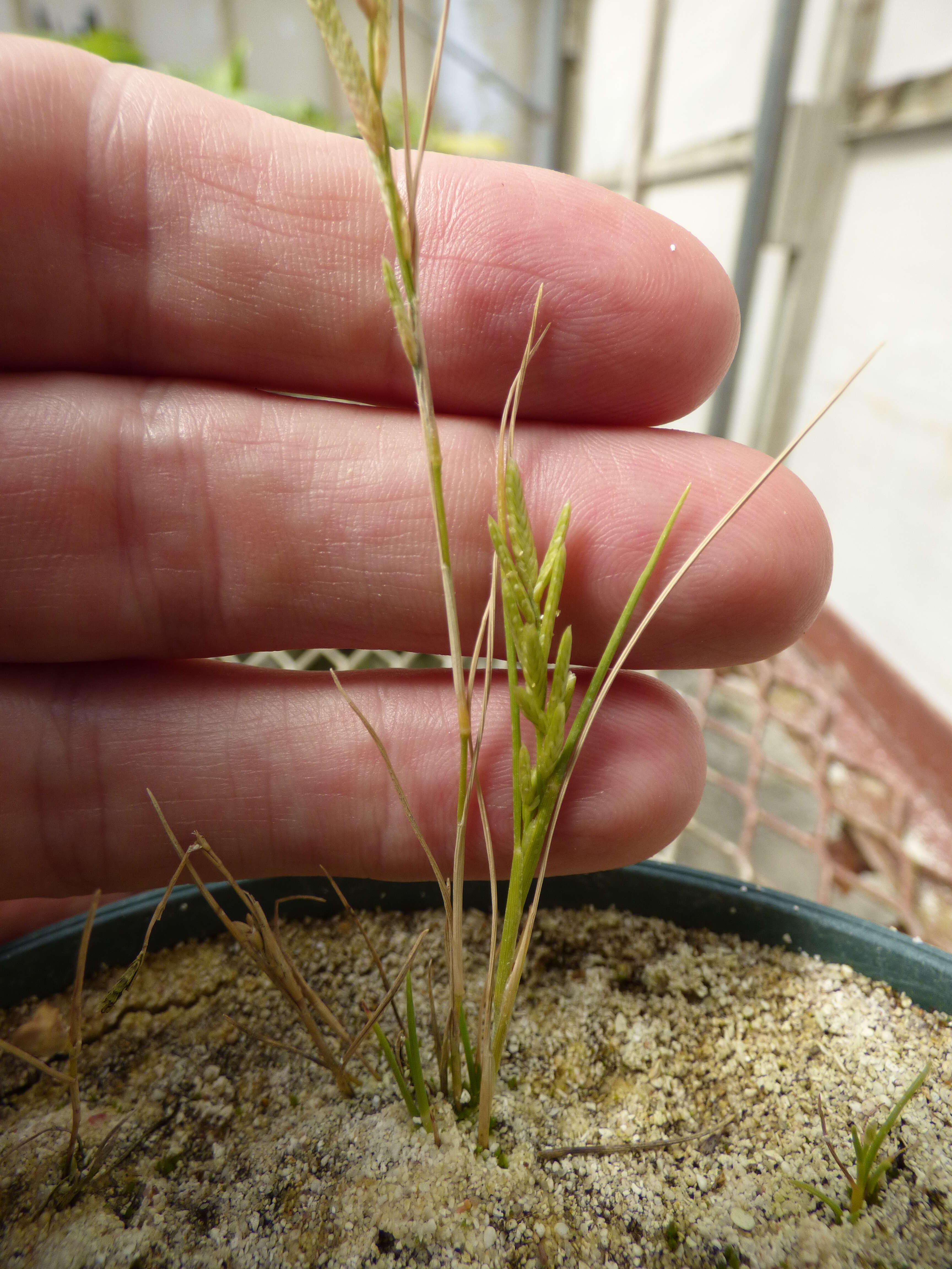 Image of Oahu lovegrass