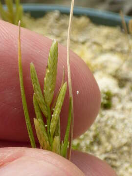 Image of Oahu lovegrass