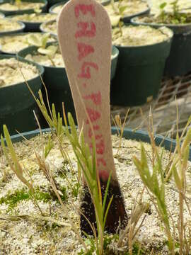 Image of Oahu lovegrass