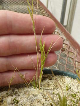 Image of Oahu lovegrass