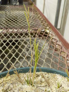 Image of Oahu lovegrass