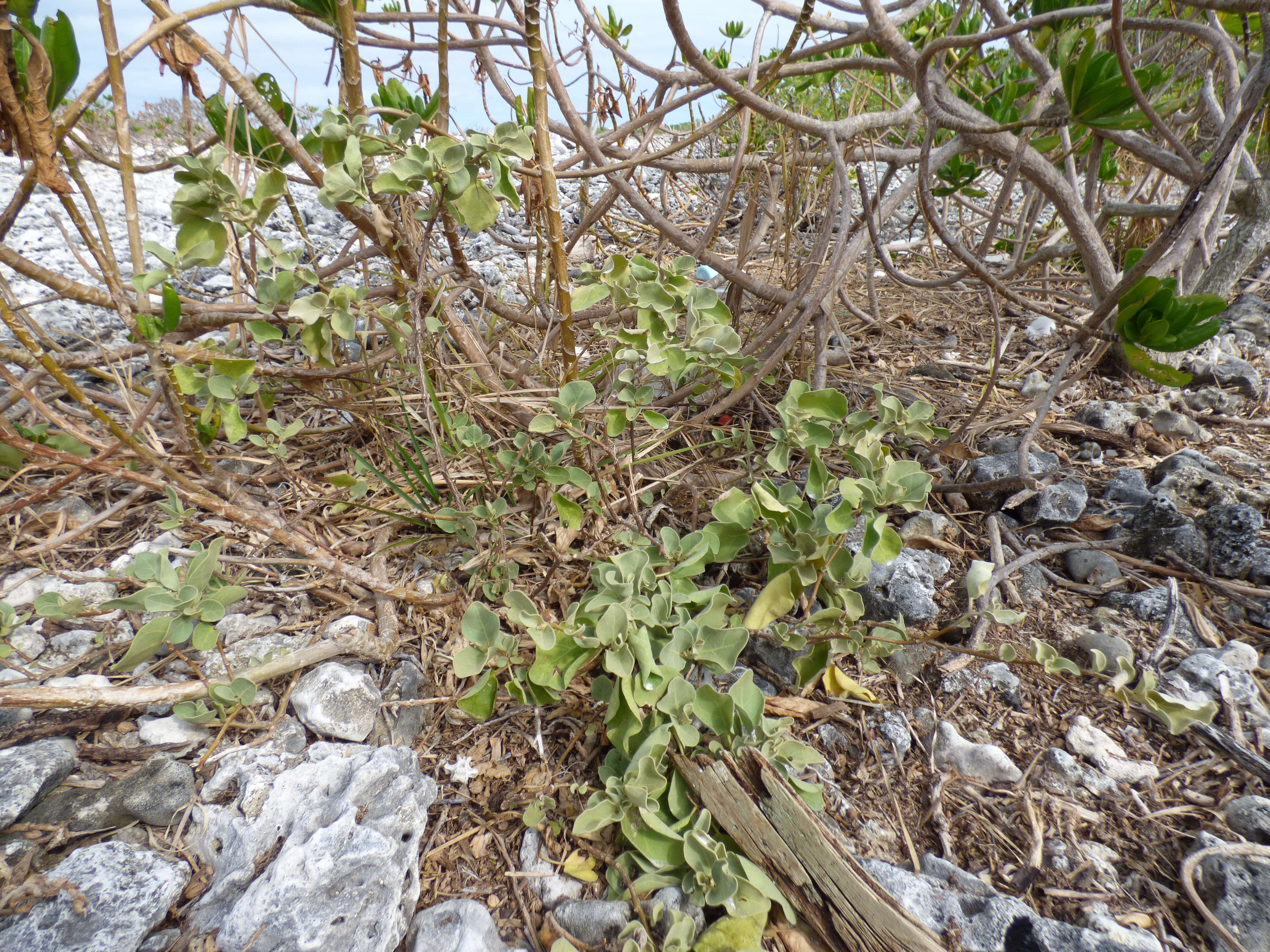 Image de Solanum nelsonii Dun.