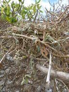 Image de Solanum nelsonii Dun.