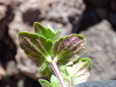 Image of common speedwell