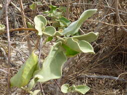 Image de Solanum nelsonii Dun.