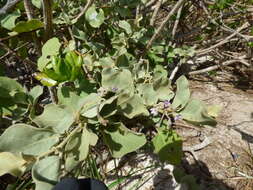 Image de Solanum nelsonii Dun.