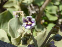 Image de Solanum nelsonii Dun.