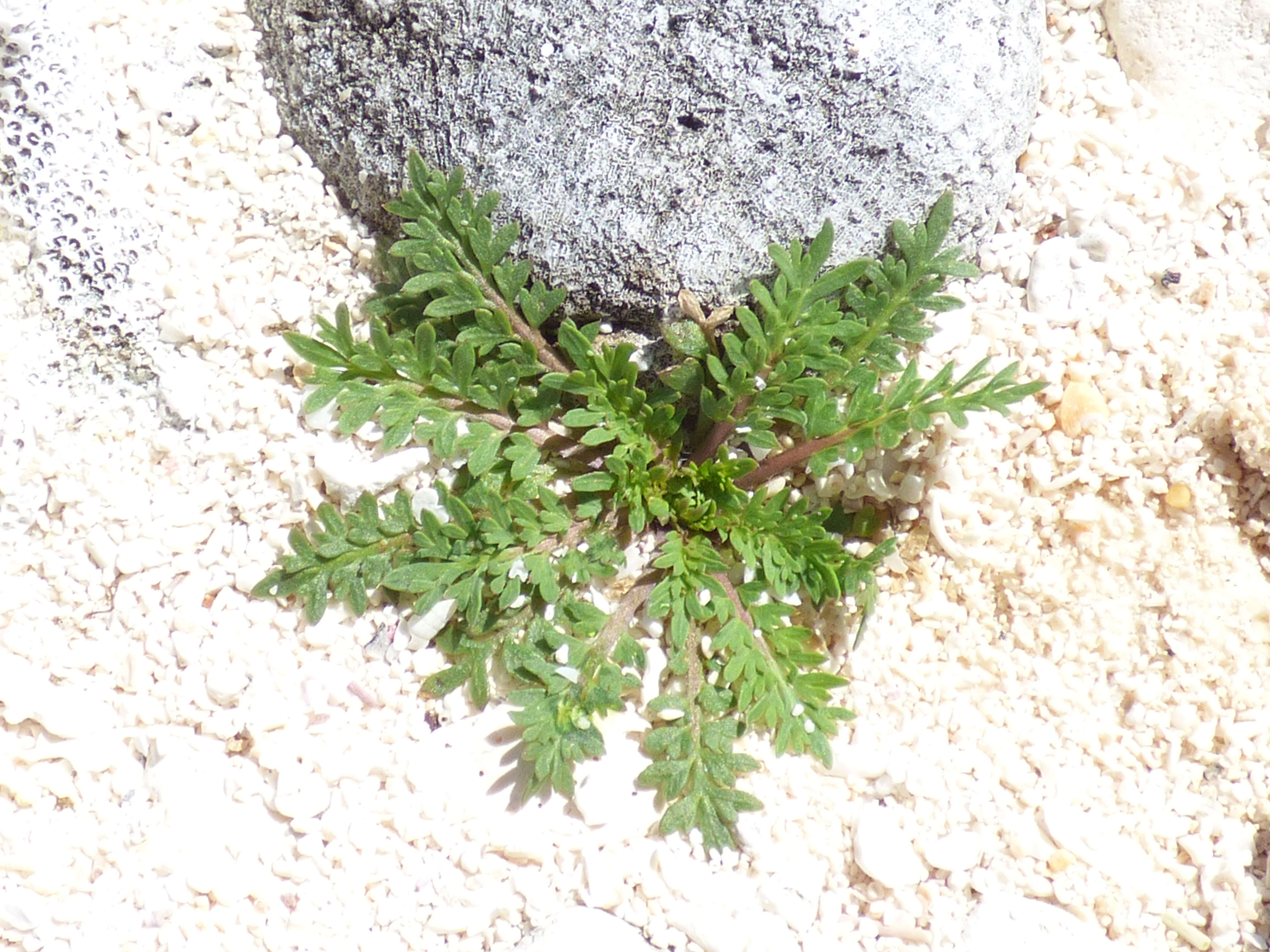 Image of Lesser swine-cress